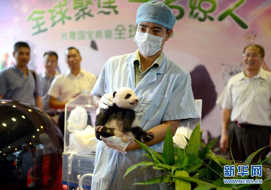 長(zhǎng)隆熊貓公主全球征名