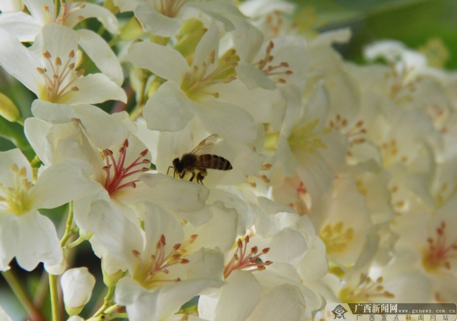 廣西隆林：梧桐花開(kāi)掛滿枝