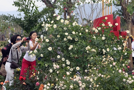 玫瑰為美麗三亞增添浪漫新元素