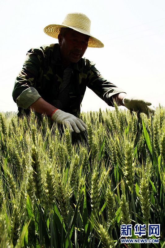 小滿來(lái)臨 豐收在望