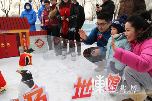 哈爾濱極地館白眉企鵝集體穿唐裝迎新年