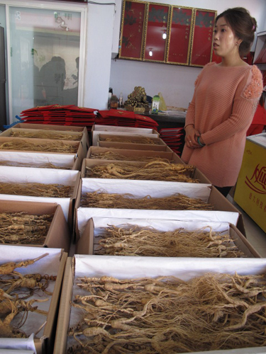 “美好吉林”之五:人參之鄉(xiāng)的人參饕餮