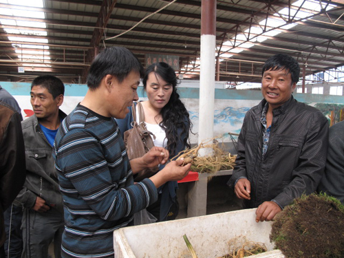 “美好吉林”之五:人參之鄉(xiāng)的人參饕餮