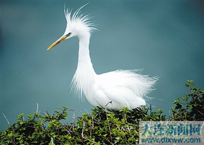 大連地區(qū)繁育和棲息的鷺鳥(niǎo)數(shù)量正迅速增長(zhǎng)