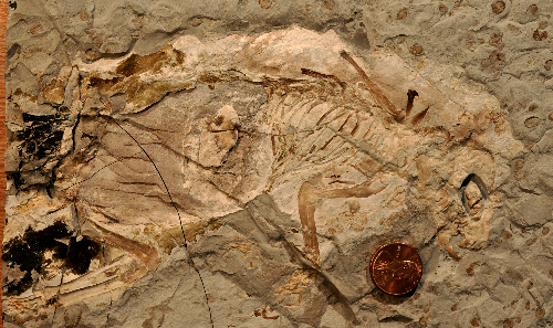 我國發(fā)現(xiàn)迄今最原始的具毛發(fā)哺乳動(dòng)物