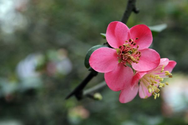 成都第八屆海棠花會掠影