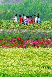 膠州打造350畝幸?；ê?彩虹花田美如仙境