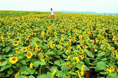 膠州打造350畝幸?；ê?彩虹花田美如仙境