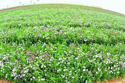 膠州打造350畝幸?；ê?彩虹花田美如仙境