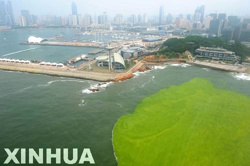 青島:航拍滸苔看災情