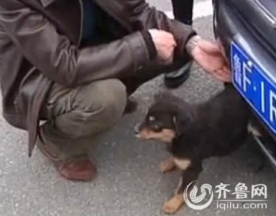 煙臺小狗倆后腿被卡保險杠里 車主鋸斷中網(wǎng)救狗