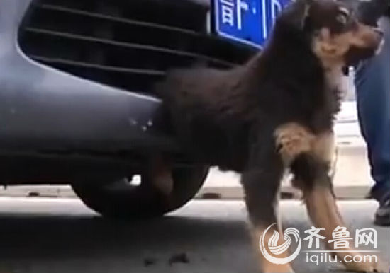 煙臺小狗倆后腿被卡保險杠里 車主鋸斷中網(wǎng)救狗