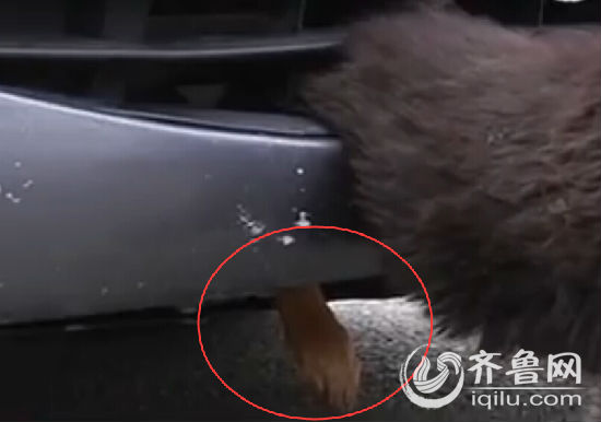 煙臺小狗倆后腿被卡保險杠里 車主鋸斷中網(wǎng)救狗