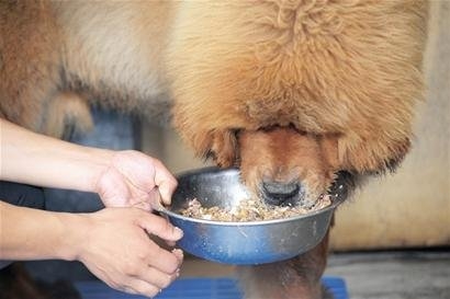 河北藏獒展上多只藏獒要價(jià)千萬(wàn)引爭(zhēng)議 天價(jià)藏獒揭秘