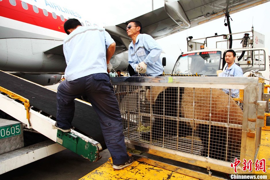 成都大熊貓“琪琪”“芝芝”飛往北京參加國際園博會(huì)[組圖]
