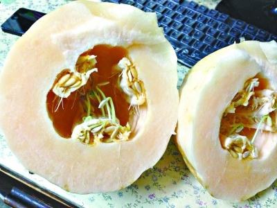 天太熱瓜都hold不住 網(wǎng)友曬香瓜籽瓤里發(fā)芽