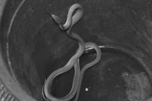 青蛇“越獄”進(jìn)大樓 眾人聯(lián)手制服移交民警(圖)