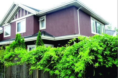 加拿大華裔男嬰遭膠水灌耳 疑舅母因繼承家產(chǎn)生妒