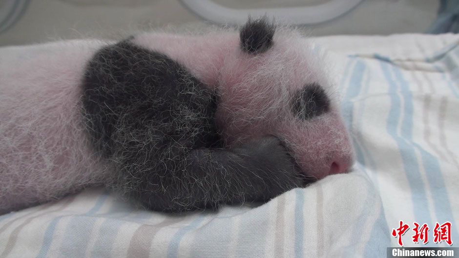 【圖刊】大熊貓“圓仔”成長日記