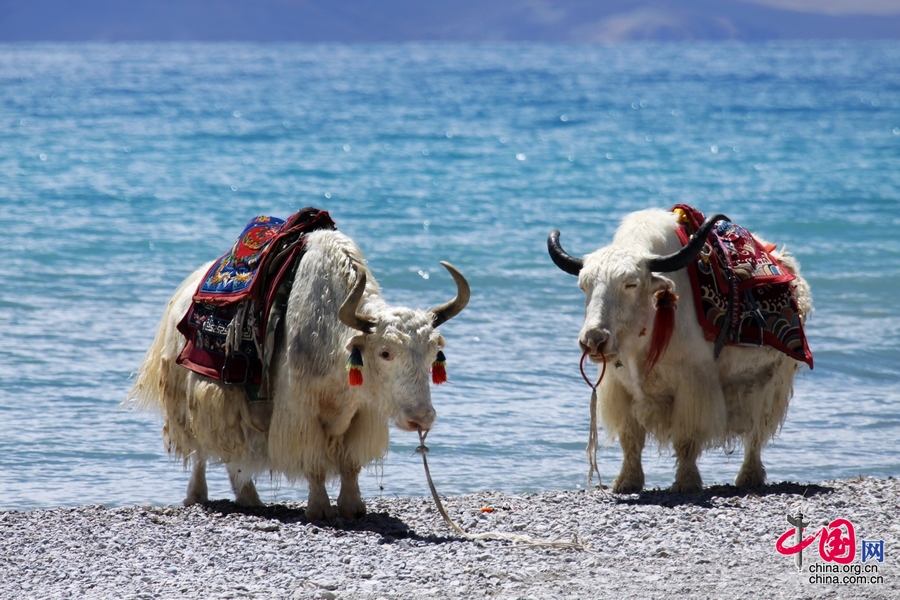 多彩西藏夏季行：從美麗圣湖到青藏高原腹地[組圖]