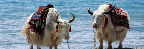 莫言獲諾獎后書法作贗品泛濫 回應(yīng)：大多非我所作