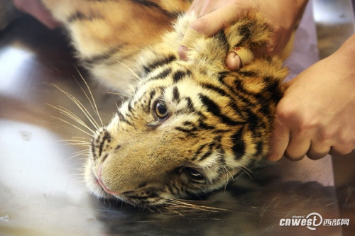 四個(gè)月大幼虎體檢像孩童 狂吼掙扎流眼淚(組圖)