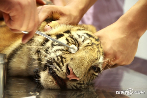 四個(gè)月大幼虎體檢像孩童 狂吼掙扎流眼淚(組圖)