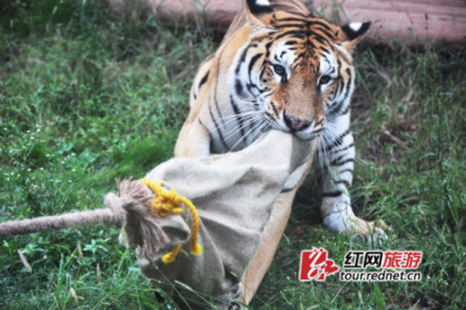 長沙動物園“人虎拔河”引爭議 回應(yīng)稱為增強老虎野性