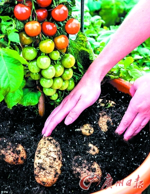 英公司開發(fā)出同時(shí)結(jié)出西紅柿和土豆的植物(圖)