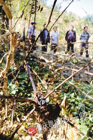 奶奶用身體保護被馬蜂襲擊的孫女 傷重去世(圖)