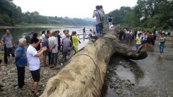 江西修水林業(yè)局付給天價千年烏木發(fā)現(xiàn)者7萬余元