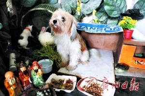 流浪男子立交橋下建“豪宅” 地毯梳妝臺(tái)俱全