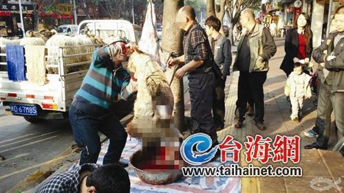 廈門：攤販當(dāng)街宰殺綿羊 路人花萬(wàn)元買來(lái)放生