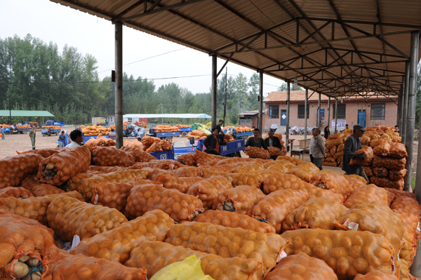 壽陽松塔鎮(zhèn)：小土豆趟出致富路