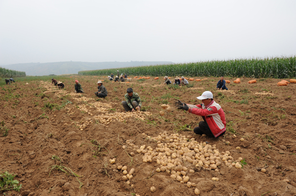 壽陽松塔鎮(zhèn)：小土豆趟出致富路