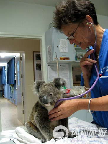 欣賞世界上最可愛的動(dòng)物