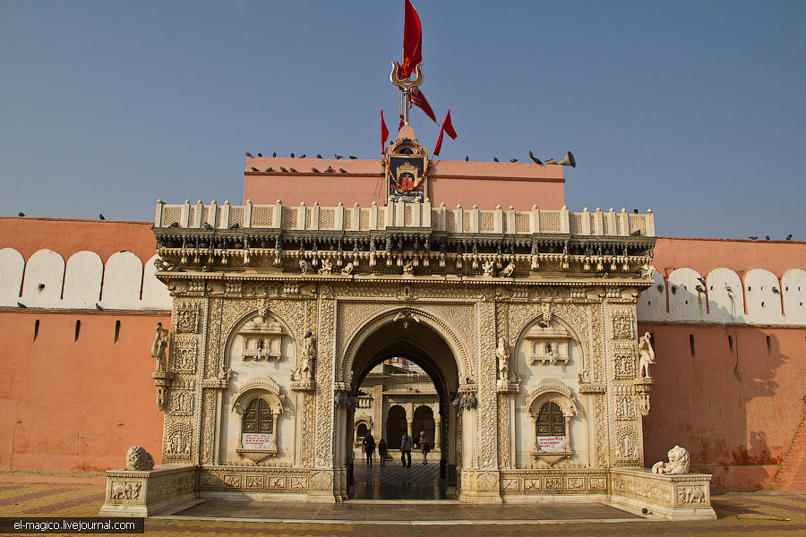 駭人！世界奇怪廟宇之印度“老鼠廟”