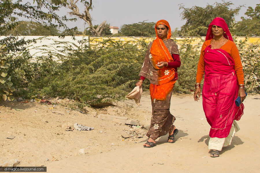 駭人！世界奇怪廟宇之印度“老鼠廟”