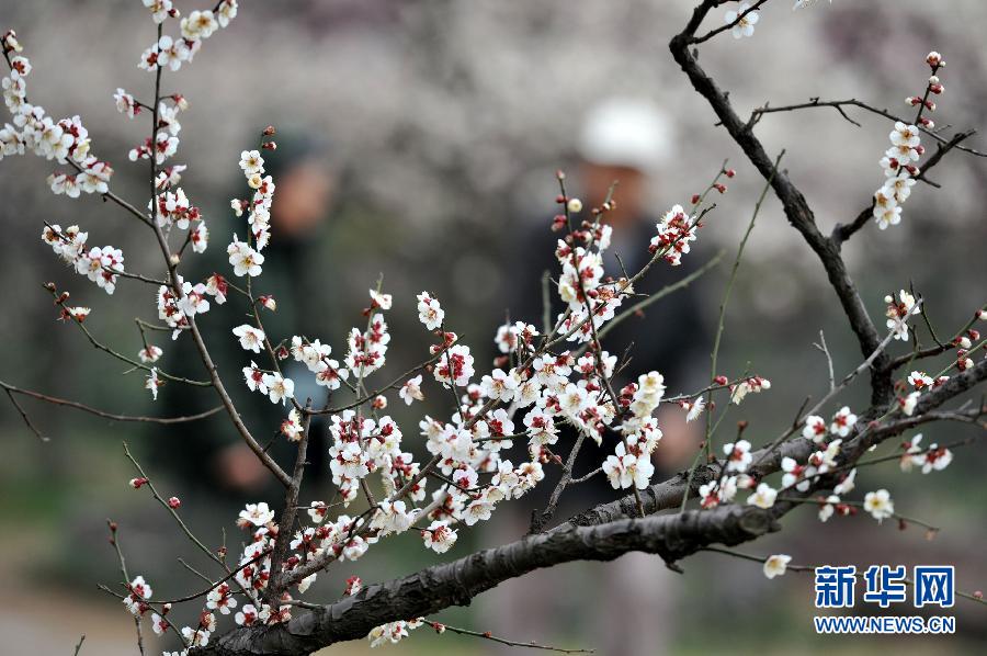 “花開意盎然，雀鳥上枝頭”：聽！春天的腳步聲