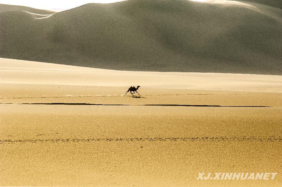 野駱駝?dòng)型麕椭祟愓业侥[瘤、糖尿病治療方法