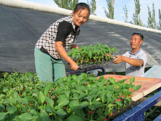 “三化”建設(shè)見(jiàn)證跨越發(fā)展體驗(yàn)兵團(tuán)農(nóng)二師魅力