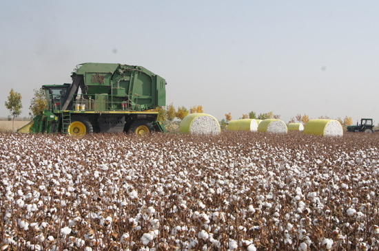 新疆兵團(tuán)第六師共青團(tuán)農(nóng)場(chǎng)遍地盡是“黃金蛋”