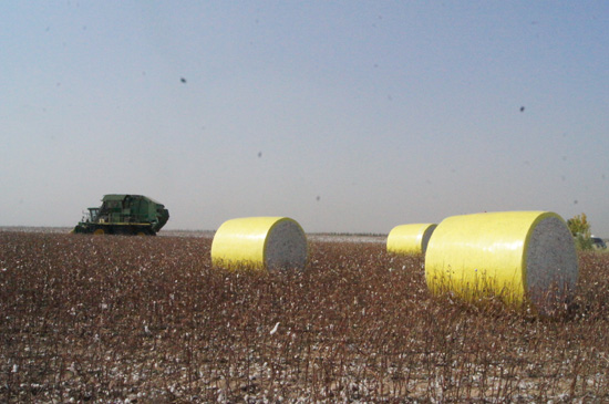 新疆兵團(tuán)第六師共青團(tuán)農(nóng)場(chǎng)遍地盡是“黃金蛋”