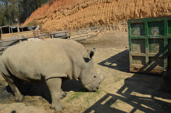 犀牛重返云南普洱 先訓(xùn)練自己進運輸籠