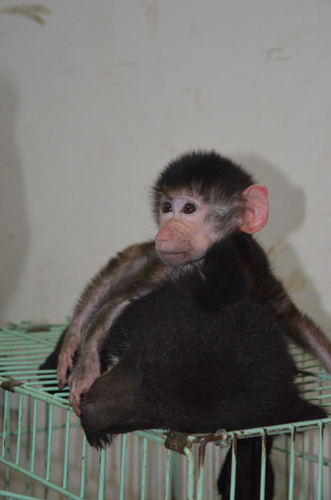 云南野生動物園首次繁殖黑熊 熊媽卻棄兒而去