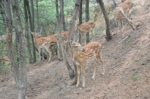 專家解釋：雌鹿長(zhǎng)角屬正?，F(xiàn)象