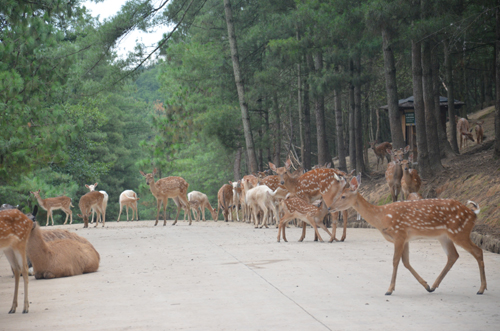 專家解釋：雌鹿長(zhǎng)角屬正?，F(xiàn)象