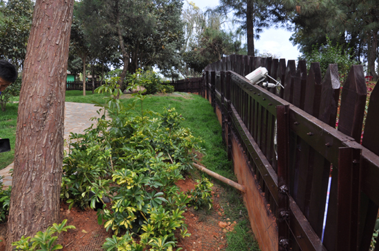 云南野生動物園浣熊“點(diǎn)點(diǎn)”疑是離家出走