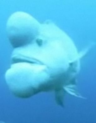 世界最丑魚現(xiàn)身日本海域？頭上長大包綽號“史萊克”