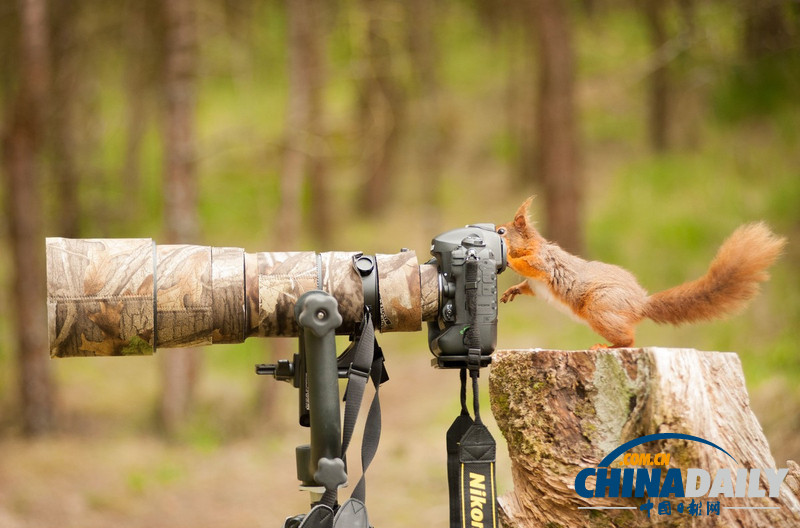 盤點(diǎn)動(dòng)物界的“攝影大師”(高清組圖)